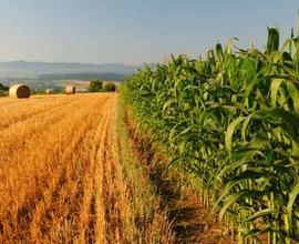 Terreno agricolo di 10 ettari a Villa Barrolomea