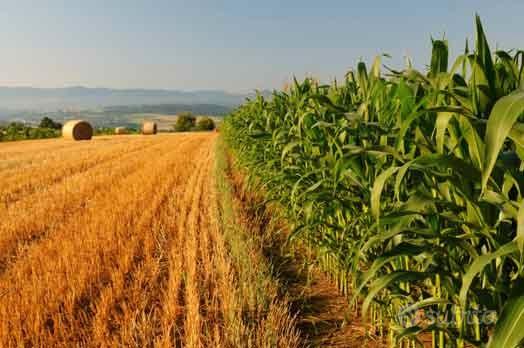 Terreno agricolo di 10 ettari a Villa Barrolomea