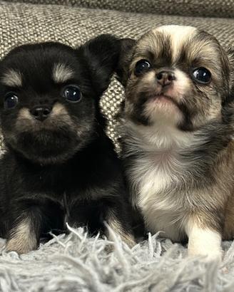 Chihuahua pelo lungo