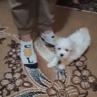 Maltese 2 mesi