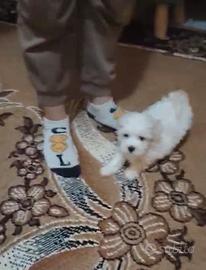 Maltese 2 mesi
