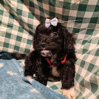 Maltipoo cucciola