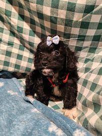 Maltipoo cucciola