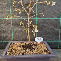 Bonsai Ciliegio Giapponese Kojo- No- Mai 228