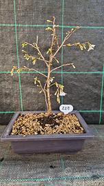 Bonsai Ciliegio Giapponese Kojo- No- Mai 228