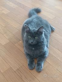 Gatto