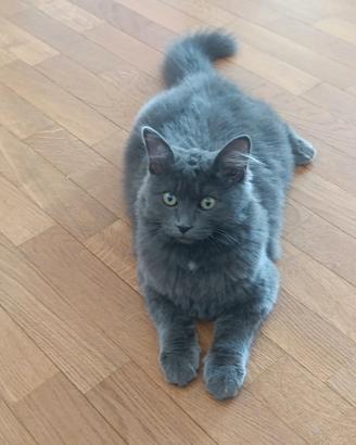Gatto