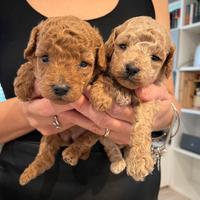 Barboncini Toy femmine con pedigree ENCI