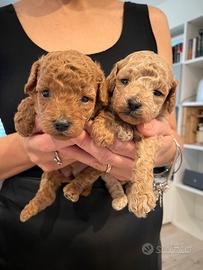 Barboncini Toy femmine con pedigree ENCI