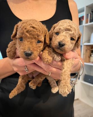 Barboncini Toy femmine con pedigree ENCI