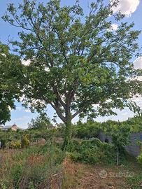 PIANTE DI NOCE