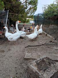 coppie adulti di oca