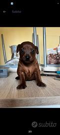 Cuccioli Pinscher