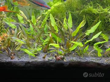 Piantine per acquario