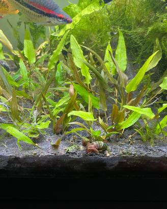 Piantine per acquario