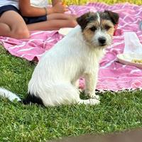 Jack Russel maschio a pelo Broken per monte