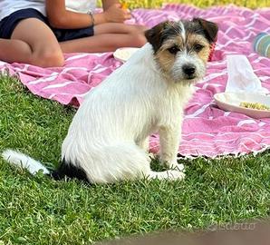 Jack Russel maschio a pelo Broken per monte