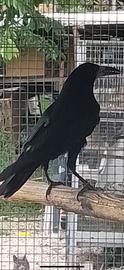 Corvo Frugilegus