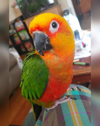 Pappagalli parlanti e da compagnia