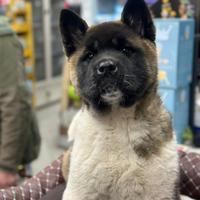 Akita americano