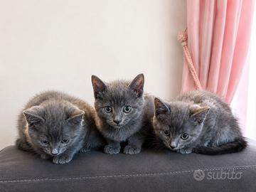 Cuccioli di certosino mix