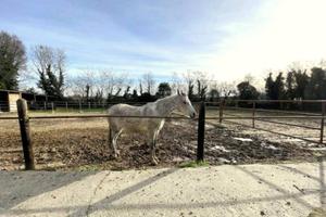 Affascinante Cascina del '600 Azienda Agricola - C