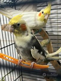 Coppia di calopsite già riproduttiva