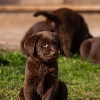 Cuccioli di labrador cioccolato