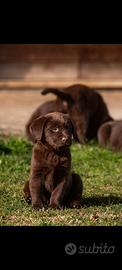 Cuccioli di labrador cioccolato