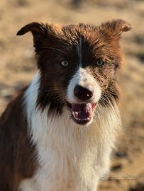 Border collie