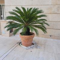 Cycas in vaso