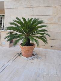 Cycas in vaso