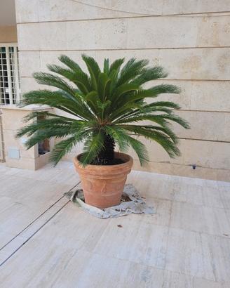 Cycas in vaso