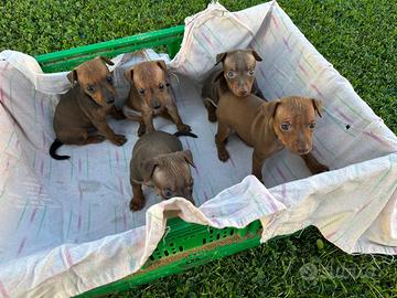 Cuccioli di Pinscher Marrone Focato