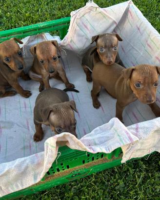 Cuccioli di Pinscher Marrone Focato