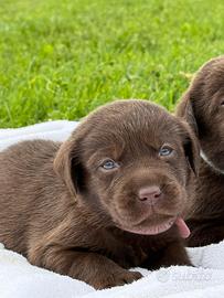 Cuccioli di Labrador retreiver disponibili