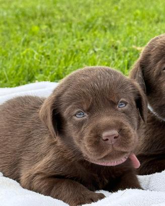Cuccioli di Labrador retreiver disponibili