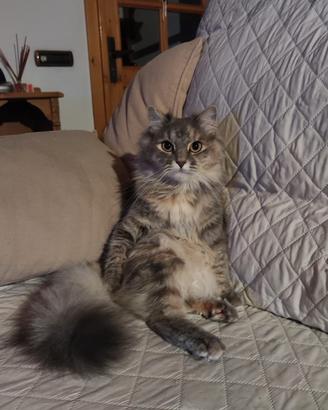 Gatto siberiano per accoppiamento
