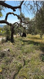 Uliveto storico 3000 mq. Sant'Isidoro Quartucciu