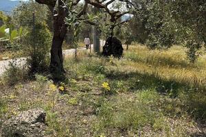 Uliveto storico 3000 mq. Sant'Isidoro Quartucciu