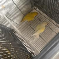 Coppia parrocchetti dal collare
