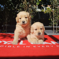 Golden retriever con pedigree