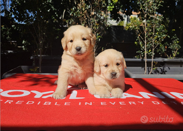 Golden retriever con pedigree
