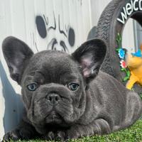 Bulldog francese