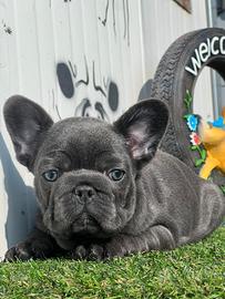 Bulldog francese