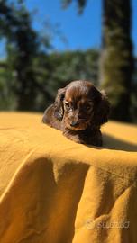 Cuccioli di bassotto nano e kaninchen