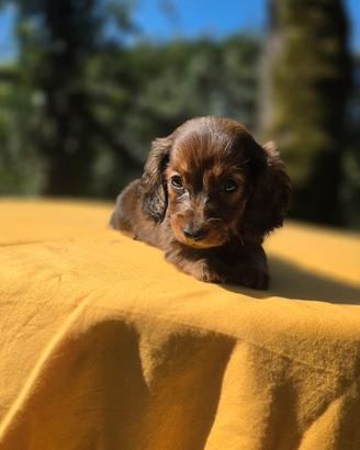Cuccioli di bassotto nano e kaninchen
