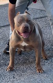 American Bully XL per MONTA