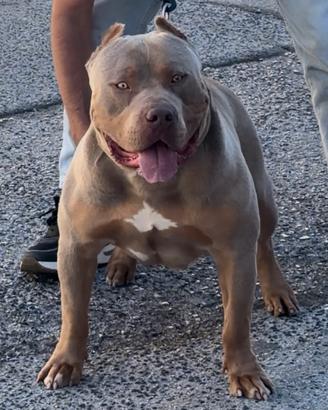 American Bully XL per MONTA