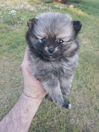 Spitz di pomerania femmina
